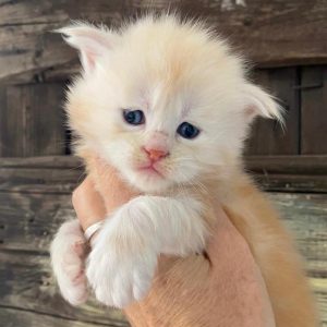 allevamento maine coon Italia brescia