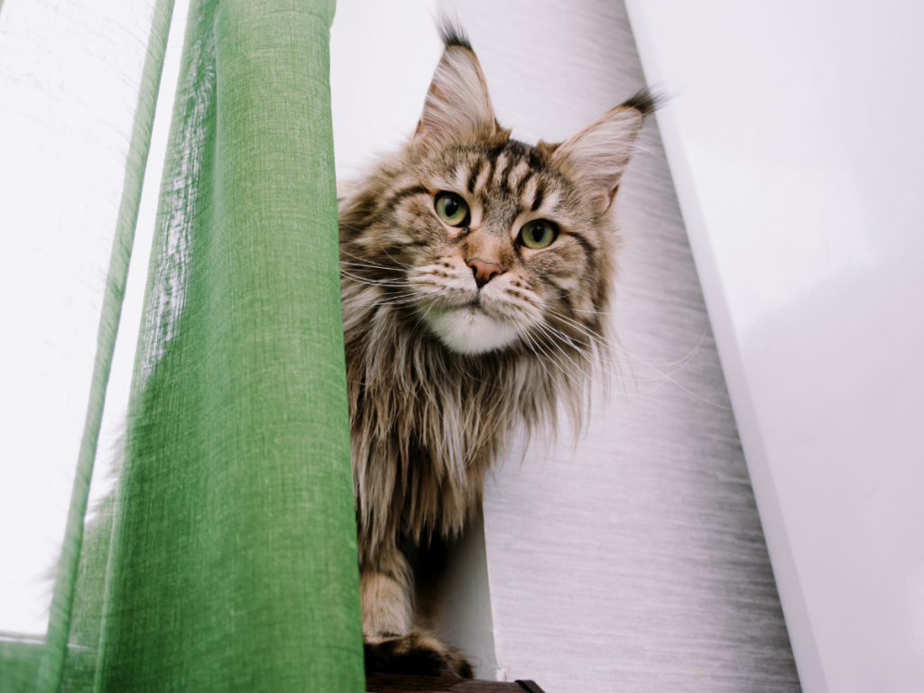 preparare la casa per un cucciolo di Maine Coon