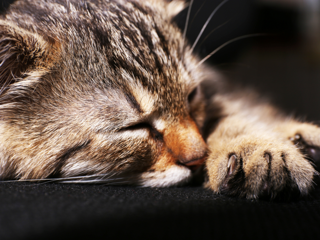 casa sicura per un cucciolo di maine coon