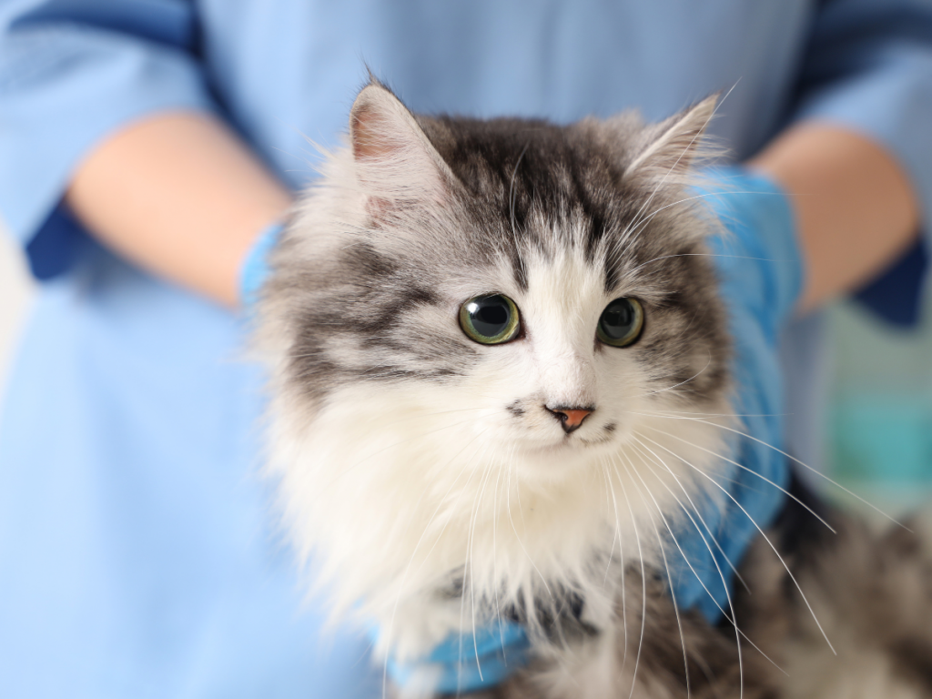 Invaginamento intestinale nel gatto: quando il vomito non è solo un disturbo