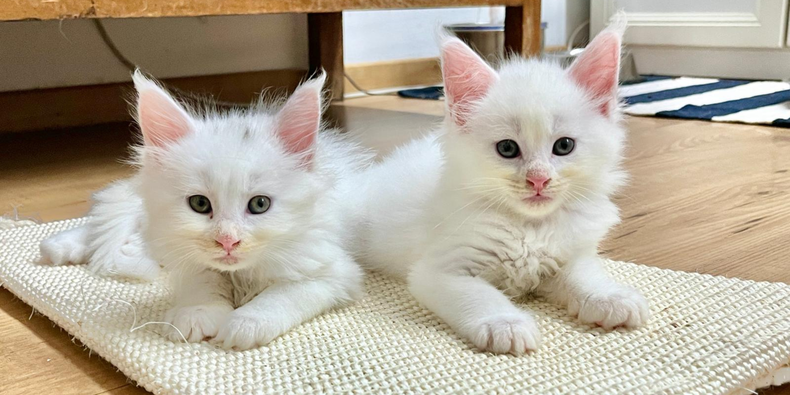 come preparare la casa per un nuovo cucciolo