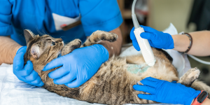 invaginamento intestinale copertina