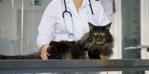 FIV e FELF nel gatto