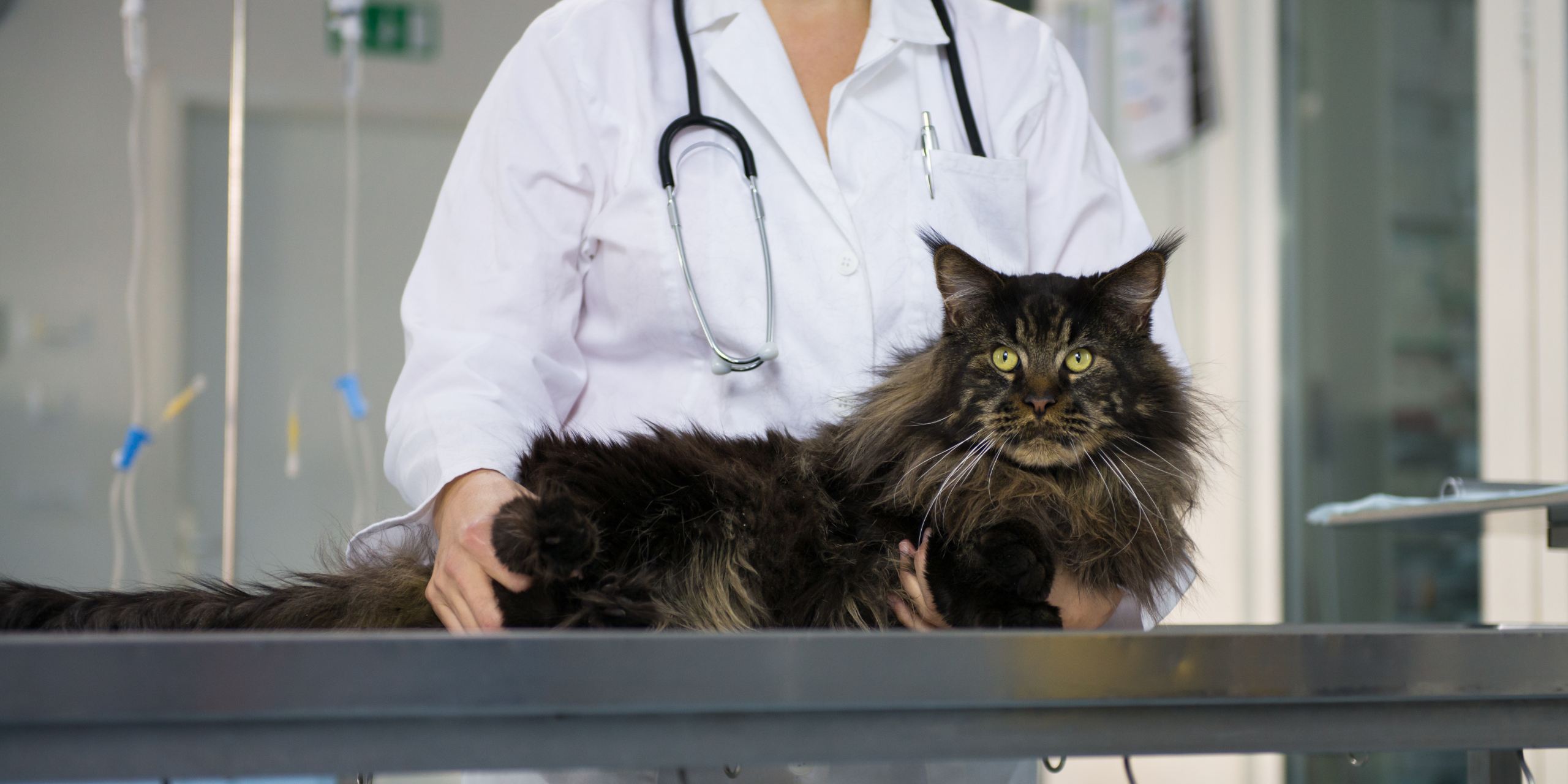 FIV e FELF nel gatto