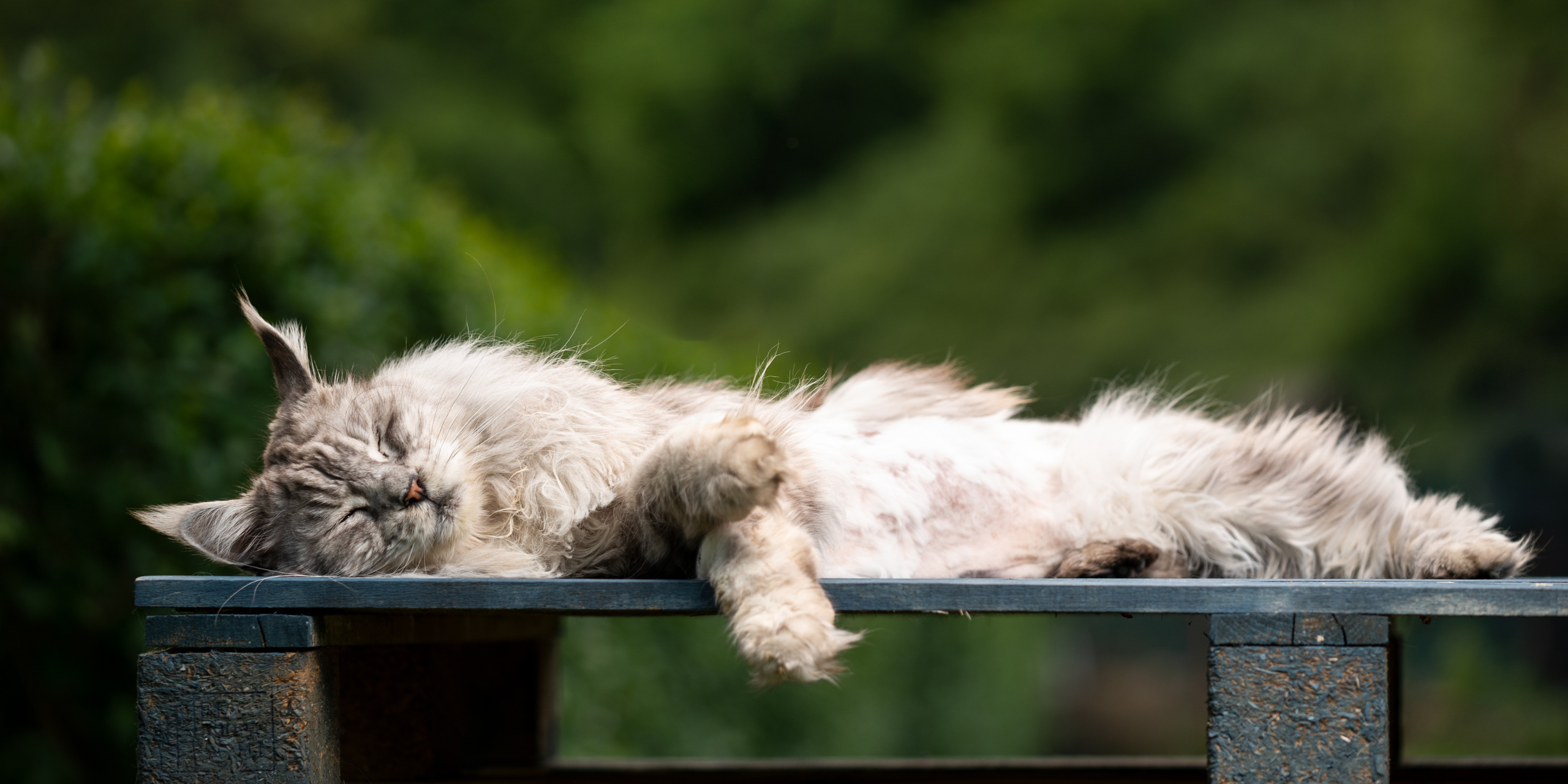 Maine Coon in Emilia Romagna: i cuccioli Whitewillow tra Ferrara, Bologna e tutta Italia