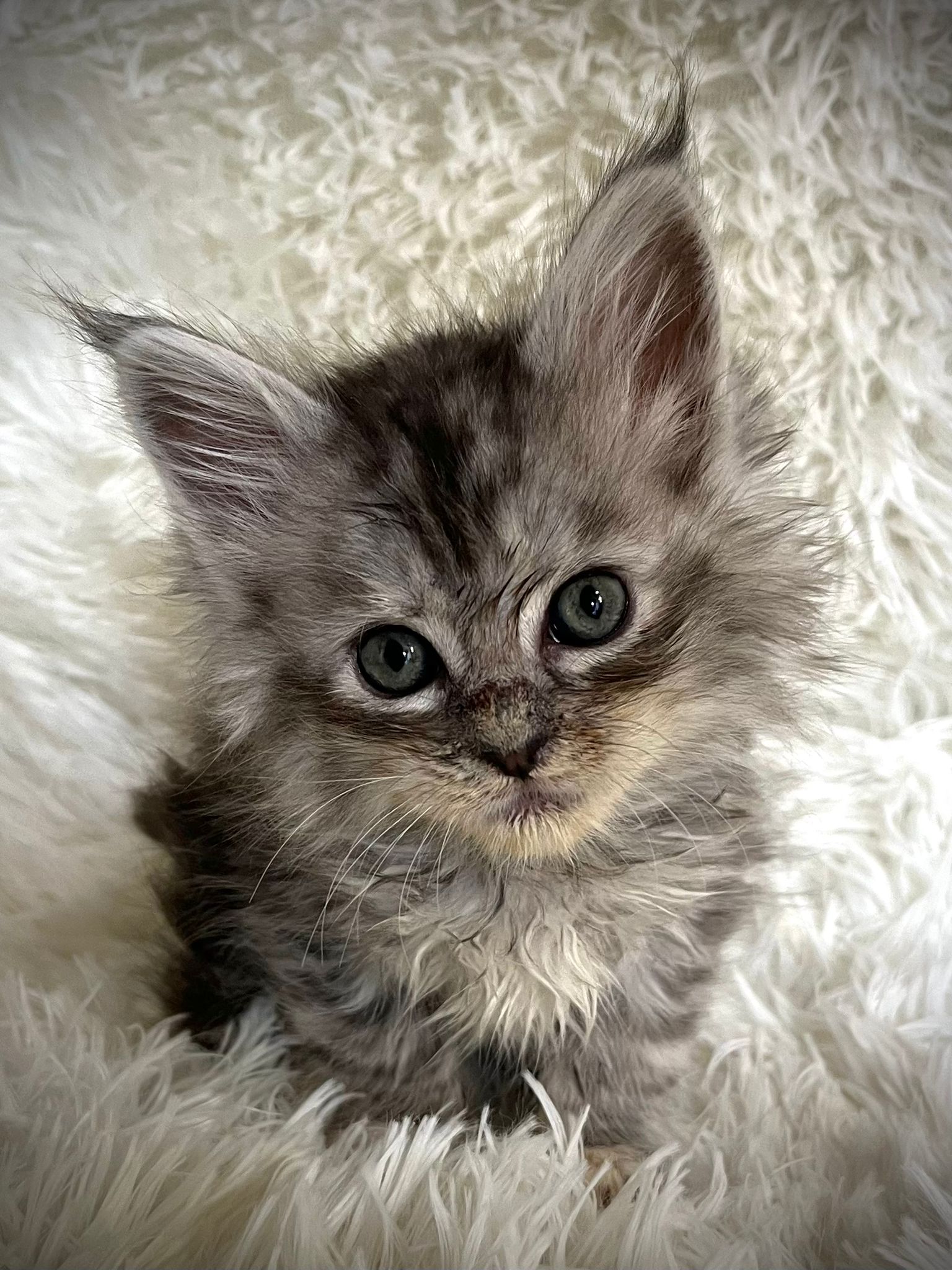 Cucciola Maine Coon Whitewillow allevamento in provincia di Ferrara