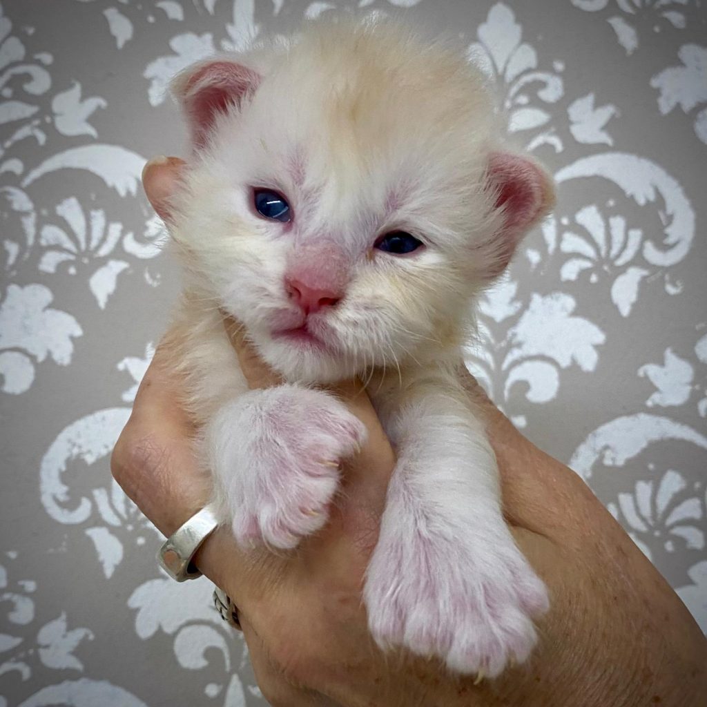 allevamento Maine coon Lago di garda