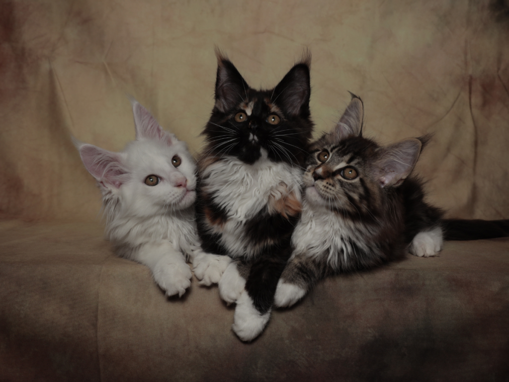 criador responsável de Maine Coon em Portugal