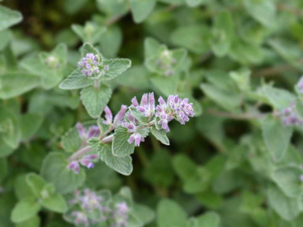 Nepeta cataria erba gatta