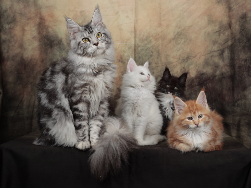 criação ética de Maine Coon em Lisboa