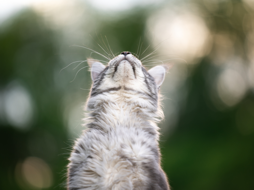 parassiti intestinali gatto schema