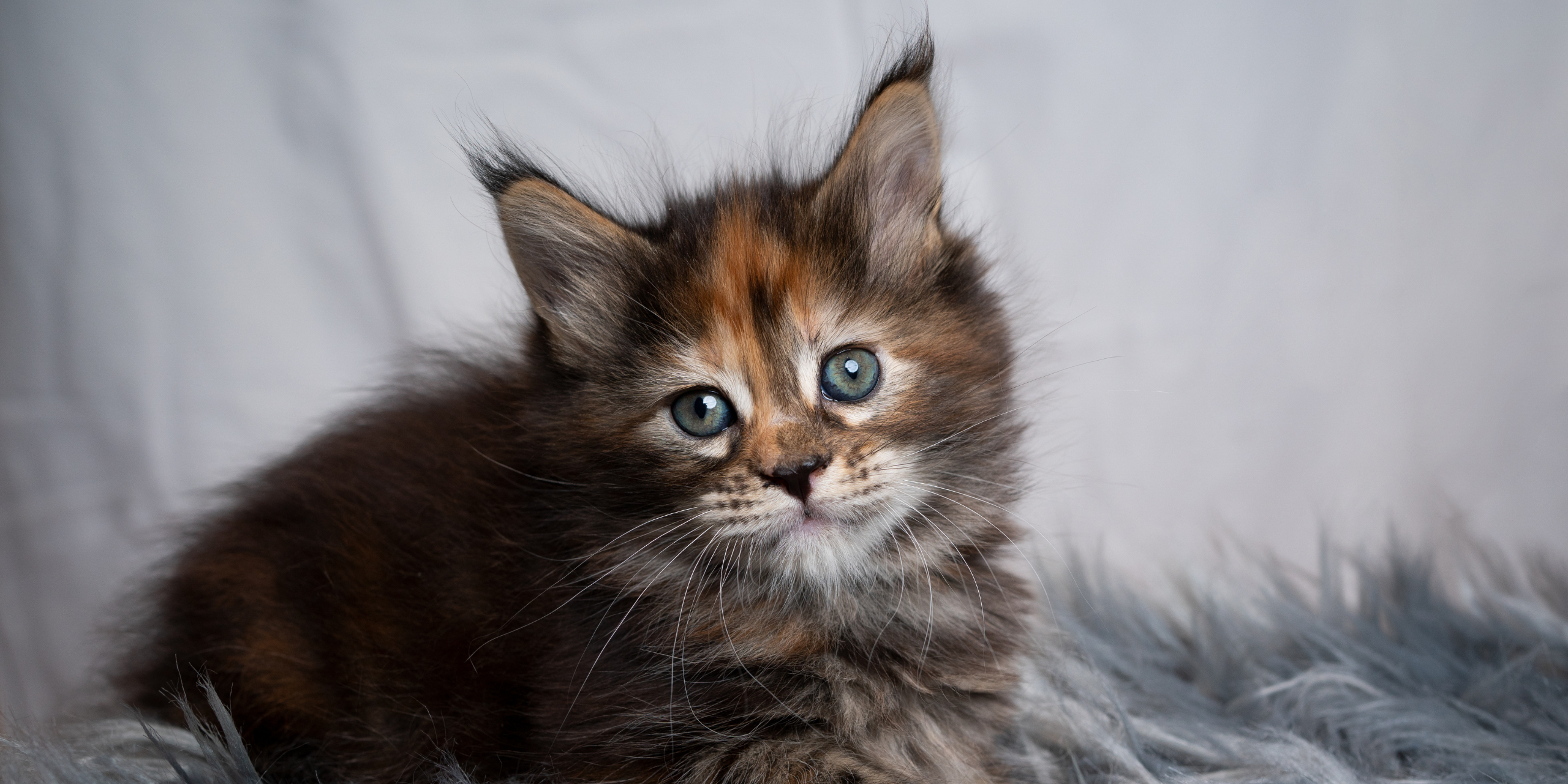 Parassiti interni nel gatto