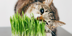 Erba gatta, erba per gatti e matatabi