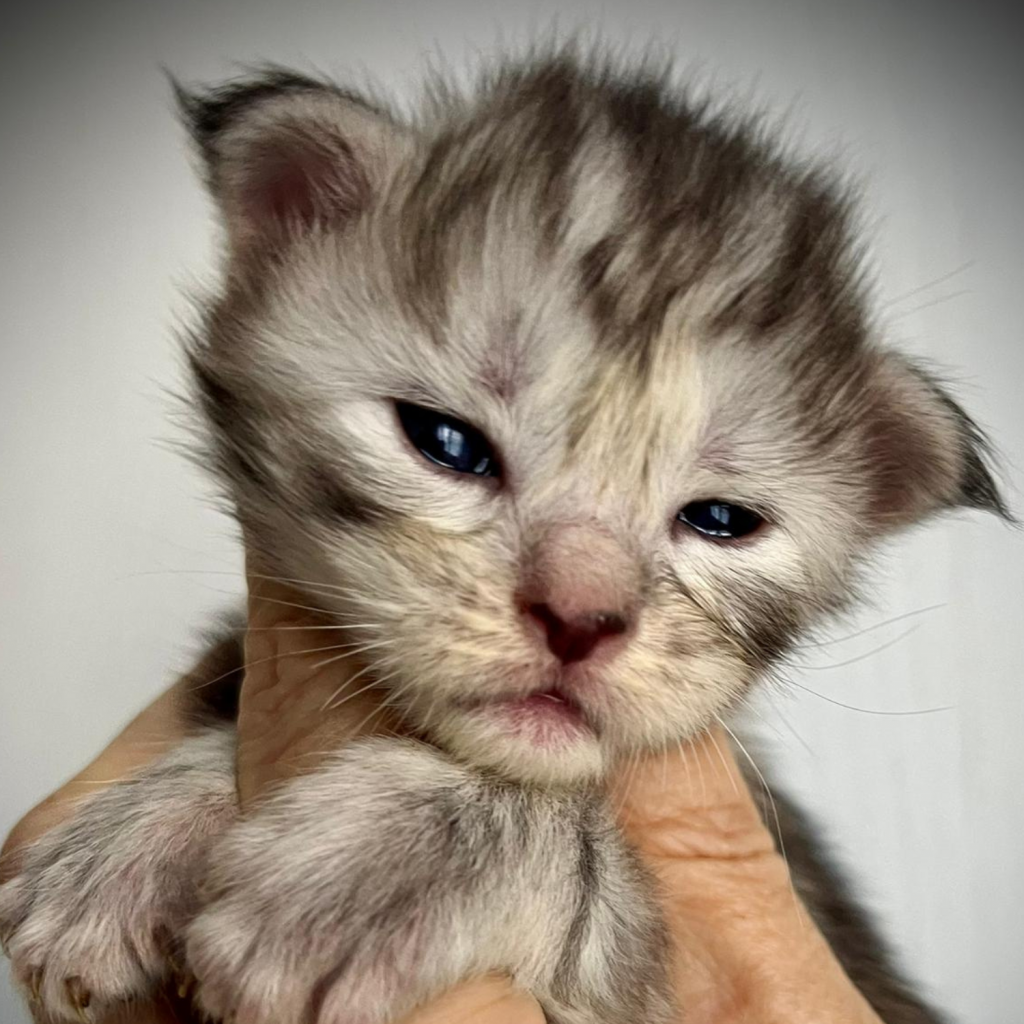 Cucciolo allevamento Maine Coon Oceane Whitewillow