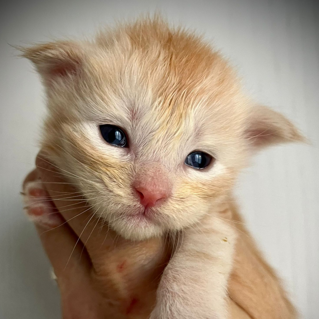 Cucciolo allevamento Maine Coon Odhinn Whitewillow