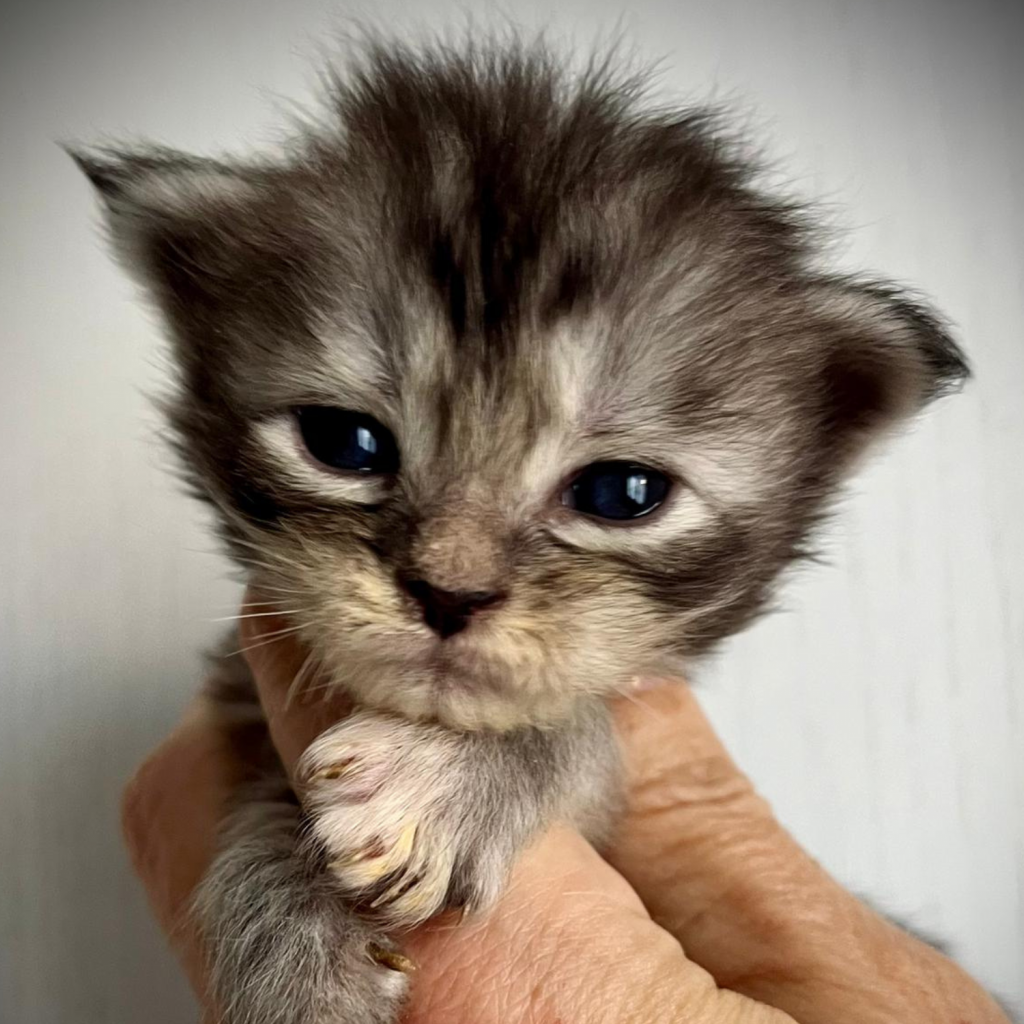 Cucciolo allevamento Maine Coon Ohara Whitewillow