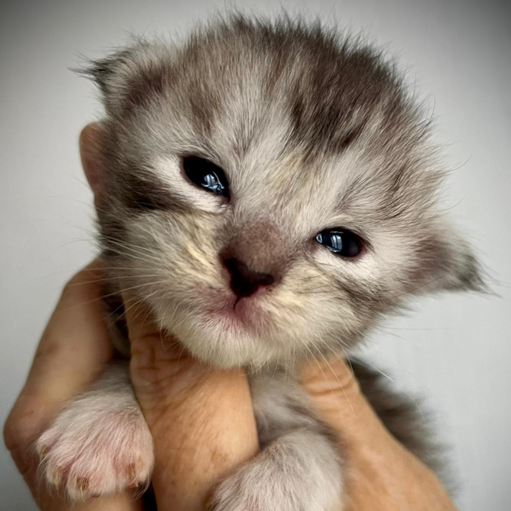 Cucciolo allevamento Maine Coon Olympia Whitewillow