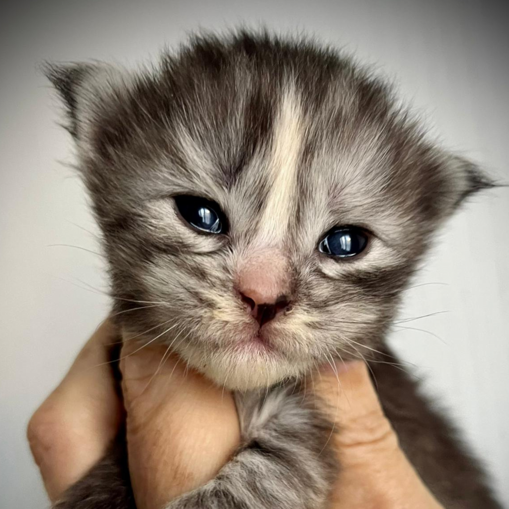 Cucciolo allevamento Maine Coon Ophelia Whitewillow