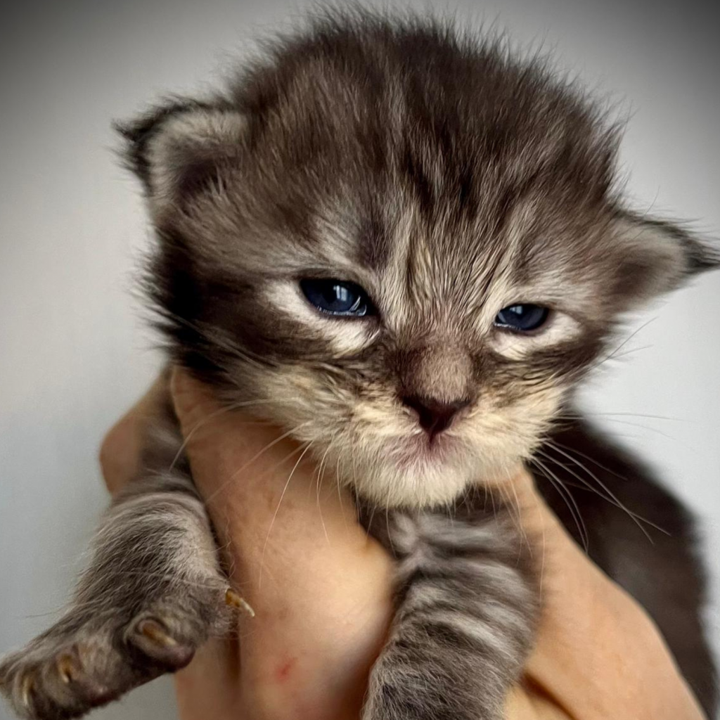 Cucciolo allevamento Maine Coon Orion Whitewillow