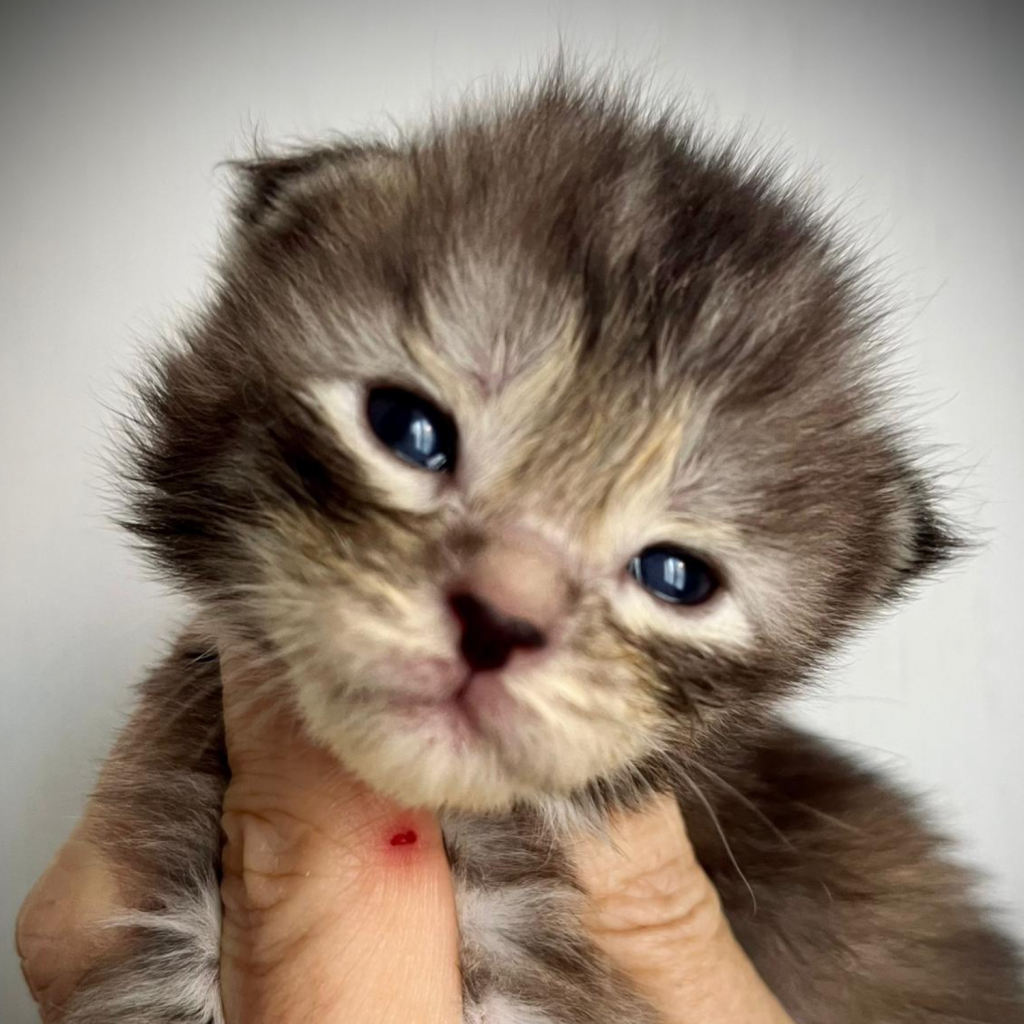 Cucciolo allevamento Maine Coon Osiris Whitewillow