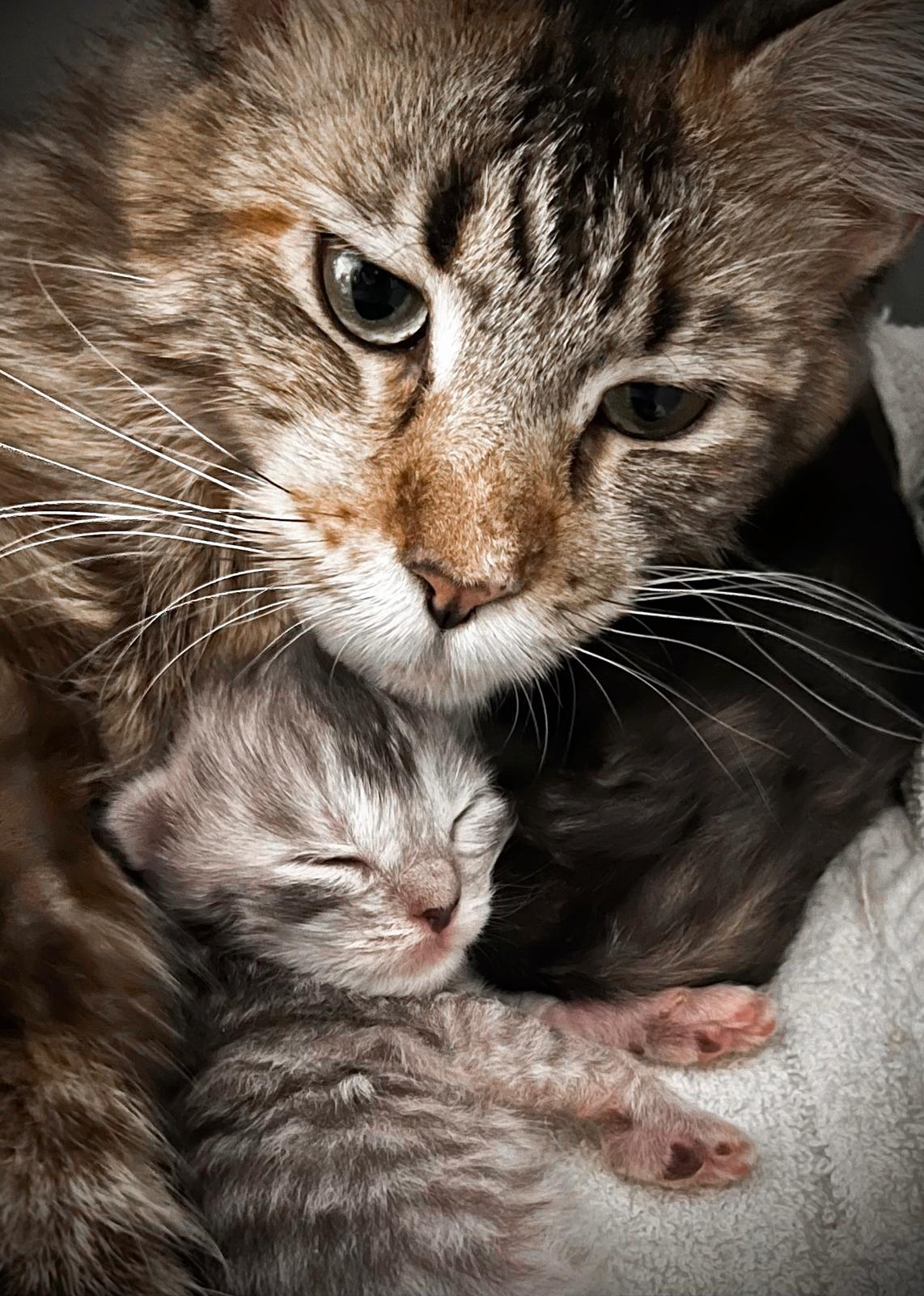 maine coon mamma e cucciolo