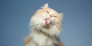 boli del pelo nel gatto