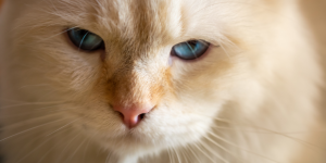 maine coon occhi azzurri