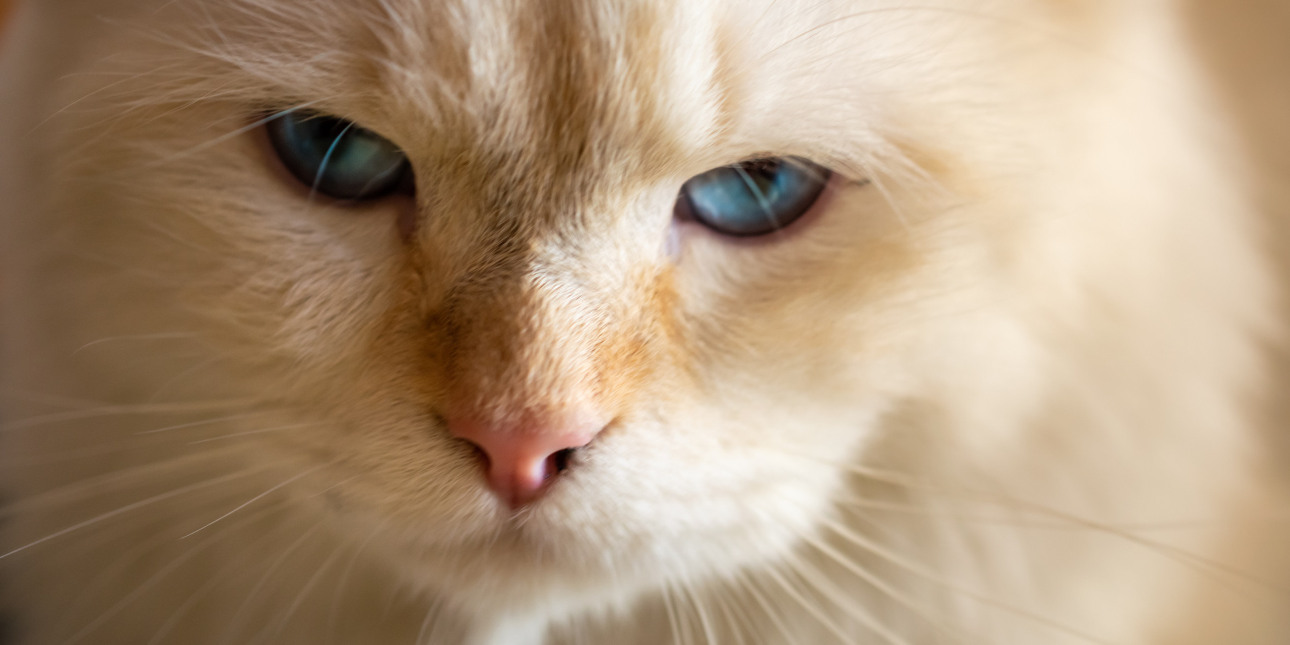 maine coon occhi azzurri