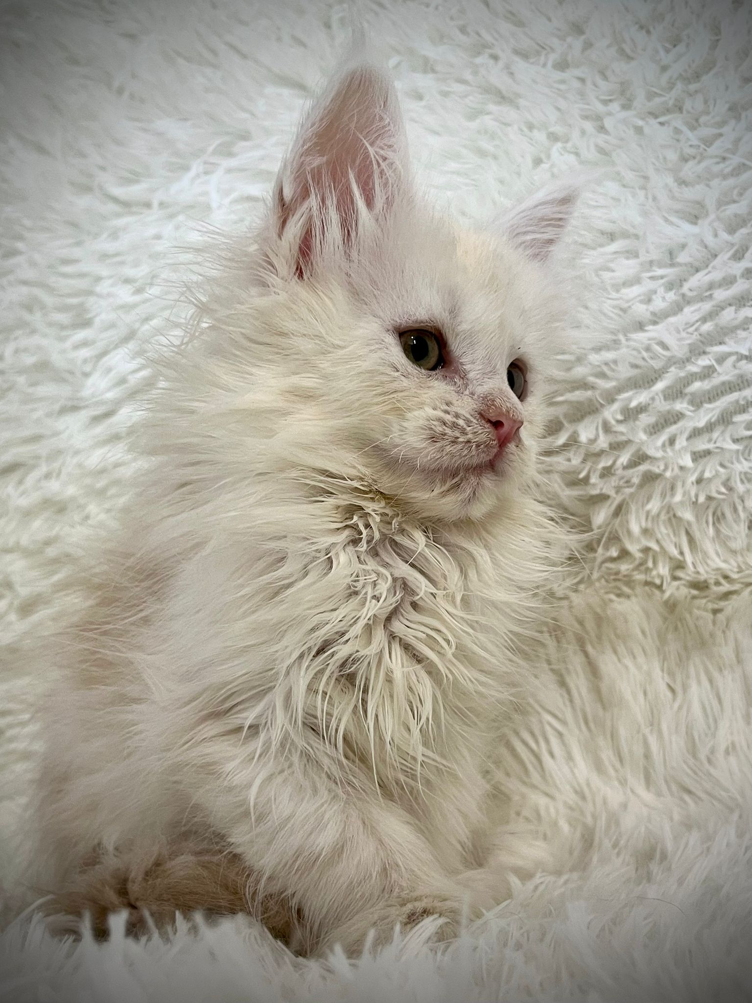 Maine Coon polidattile Emilia Romagna