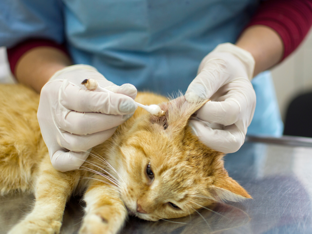 acari orecchie gatto secrezione scura