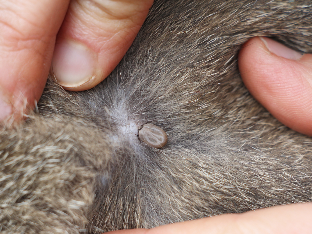 zecca attaccata alla pelle del gatto