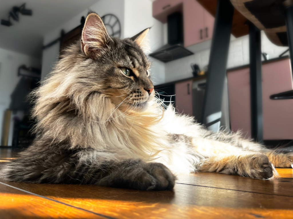 ciclo delle pulci gatto ambiente casa