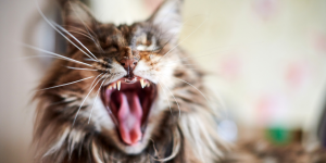 copertina I parassiti esterni nel gatto