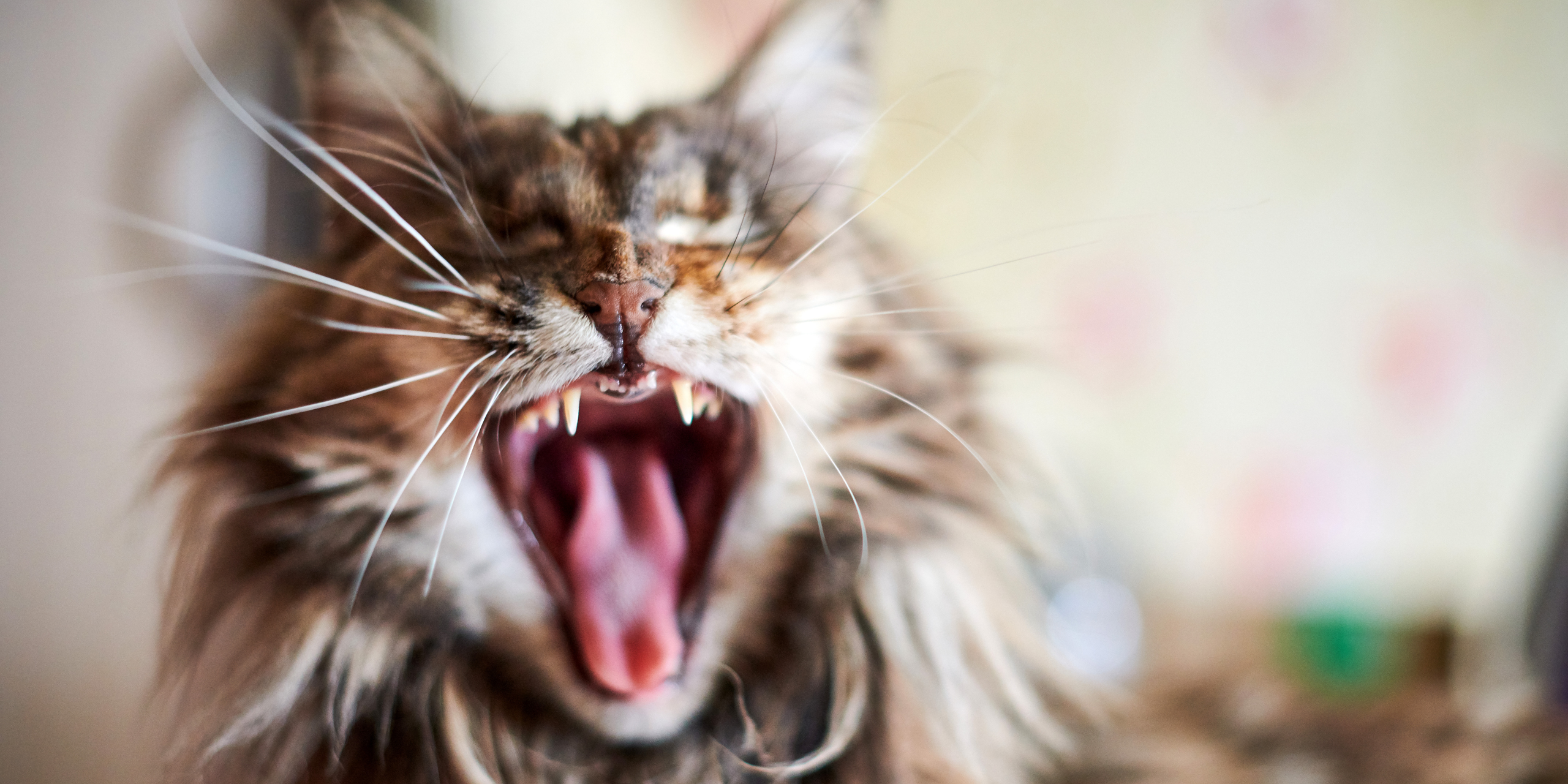 copertina I parassiti esterni nel gatto