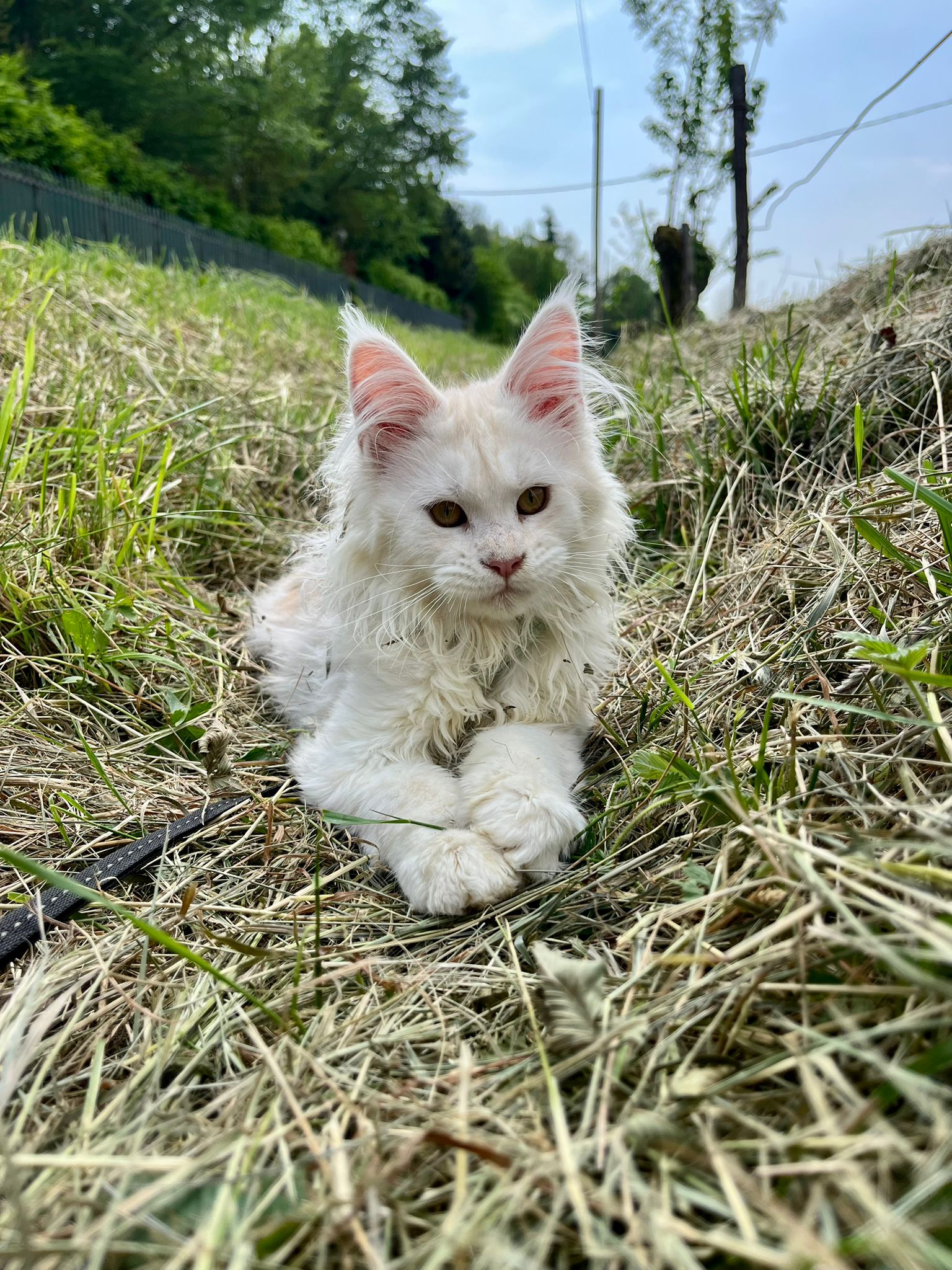 Datura Whitewillow Cuccioli Maine Coon polidattili a Jolanda di Savoia, al Delta dl Po in provincia di Ferrara