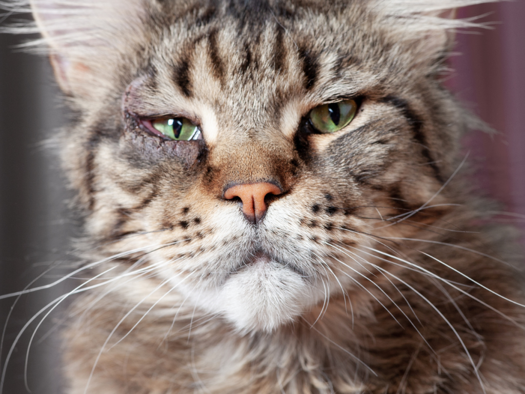 Entropion nel gatto: il margine palpebrale si ripiega verso l’interno causando sfregamento continuo sulla cornea.