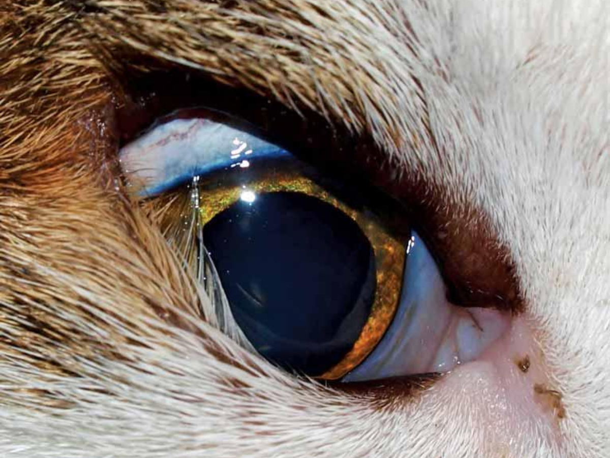 Lo sfregamento costante di ciglia e pelo sulla cornea provoca dolore e irritazione.