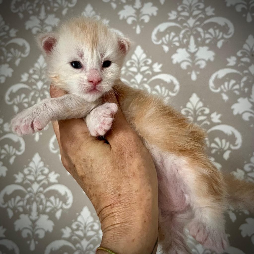 Quanita femmina maine coon Polidattile 5666