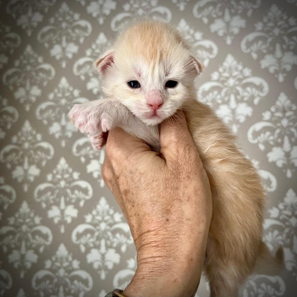 Quena femmina maine coon Polidattile 6666