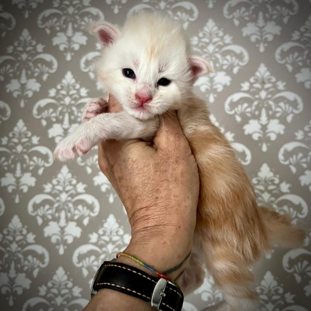 Quentin maschio maine coon