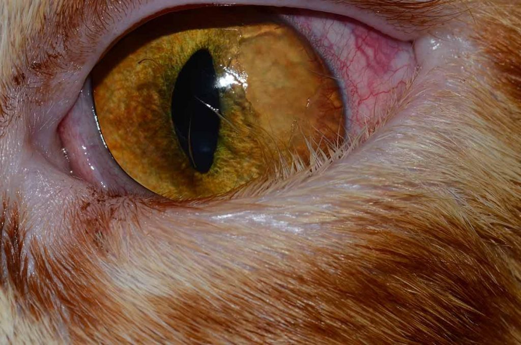 Occhio mantenuto parzialmente chiuso: uno dei sintomi più comuni dell’entropion nel gatto.