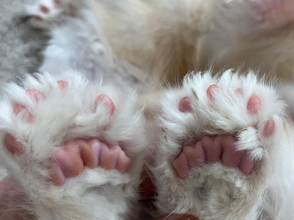Zampine di un cucciolo Maine Coon polidattile dell'allevamento Whitewillow