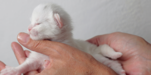 Copertina articolo allevamento Maine Coon Emilia Romagna Cucciolo nei primi giorni di vita