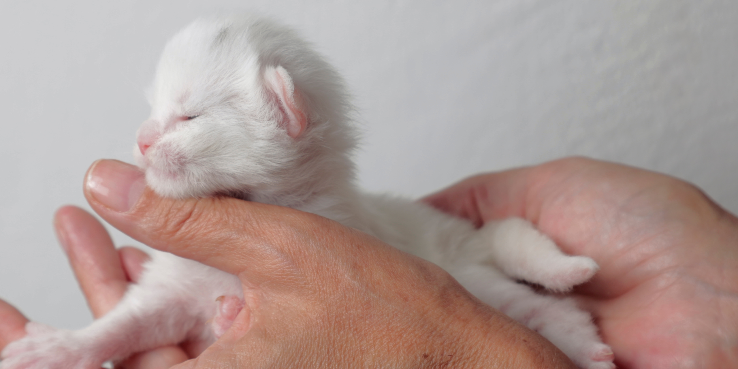 Copertina articolo allevamento Maine Coon Emilia Romagna Cucciolo nei primi giorni di vita