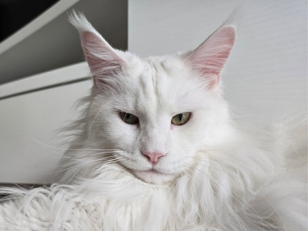 Maine Coon bianco allevamento Whitewillow