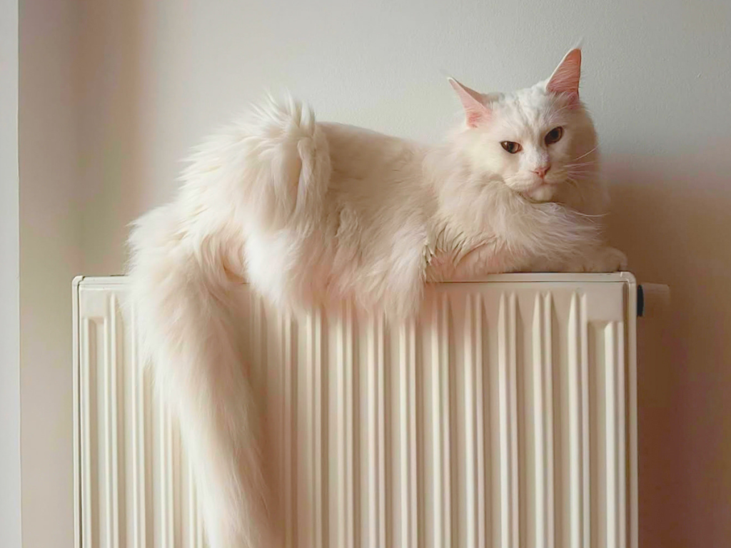 Gatto Maine Coon bianco Whitewillow