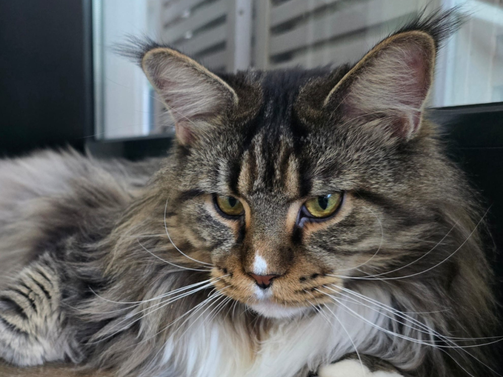 Gatto Maine Coon brown tabby Whitewillow