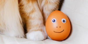 Uovo al gatto: crudo o cotto? Benefici, rischi e falsi miti