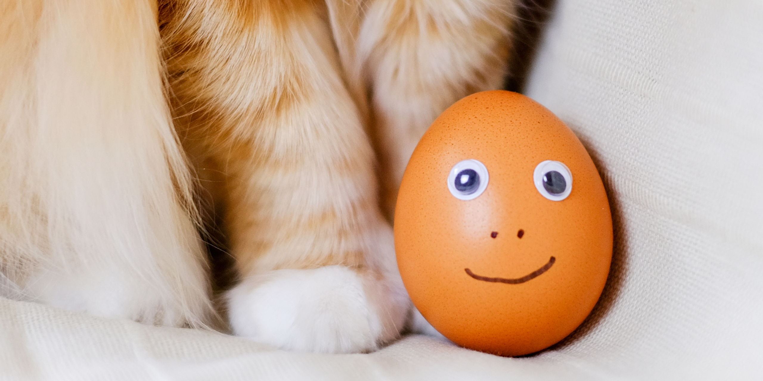 Uovo al gatto: crudo o cotto? Benefici, rischi e falsi miti