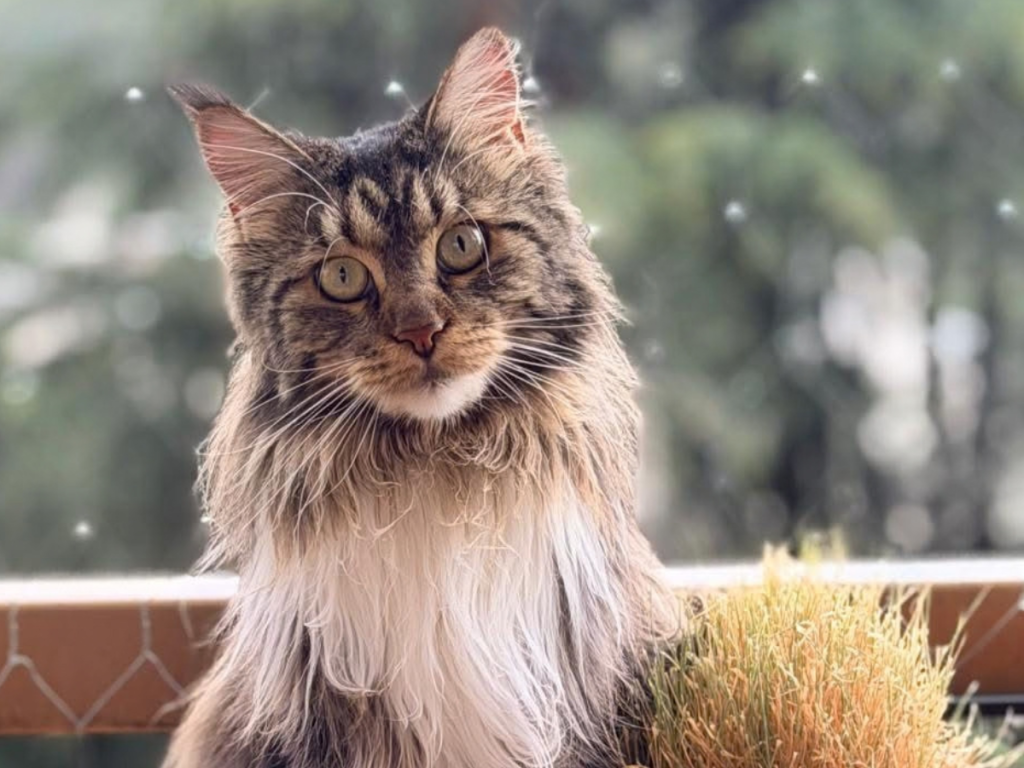 Femmina Maine Coon brown tabby allevamento whitewillow